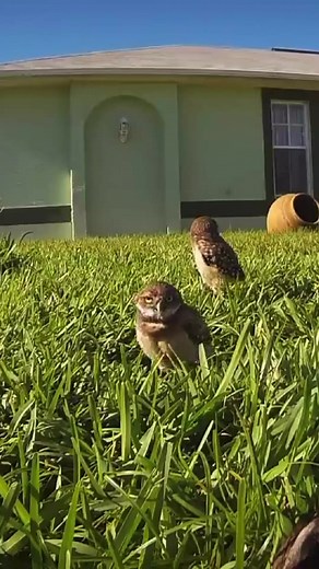 Dance with me | Totally Owls