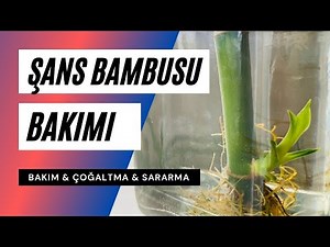 Lucky Bamboo Care (Dracaena sanderiana) / Care, Propagation, Yellowing Guide