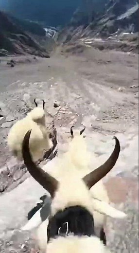 GoPro Mountain Goats: Insane Downhill Sprint