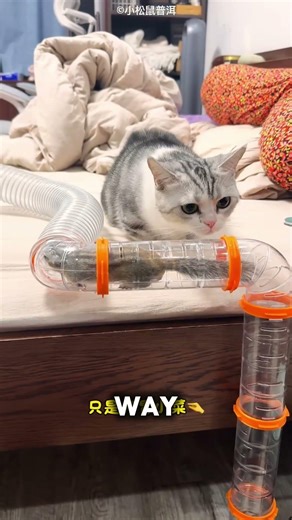 This is a special game for the squirrel.