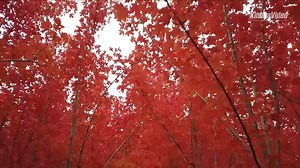 121 reactions · 15 shares | Stunning maples provide an eye-catching fall colour show in Fushun, northeast China's #Liaoning Province. Over 30,000 maple trees here have turned a brilliant red, making the industrial city a top tourism destination for leaf-peeping at this time of year. Click on the video and enjoy the scenery:#GlimpseOfChina | Xi's Moments | Facebook