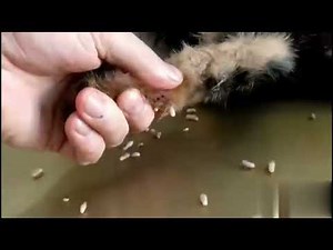 Satisfying Mango worm removal in Dog.