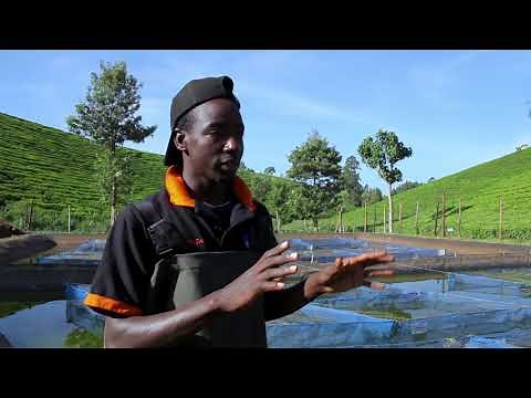 Tilapia farming: routine activities
