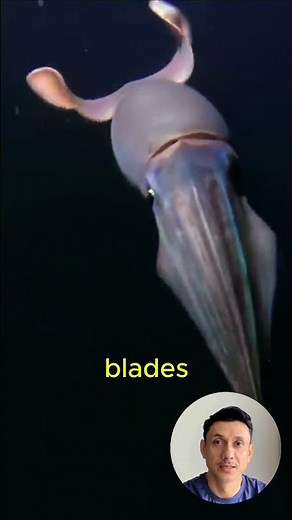 This Squid Has Saws on Its Tentacles — And It Attacks Divers