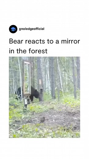 6.6M views · 55K reactions | Animals (bears as well) often appear...