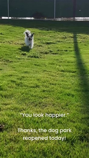 2.9K views · 15 reactions | The Surprise Community Park dog park reopened today after some summer maintenance. Let the puppy play commence! #Doglife #dogpark #Youlookhappier #surpriseaz | City of Surprise Government | Facebook