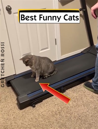 Best Funny Cats | Gretchen Rossi