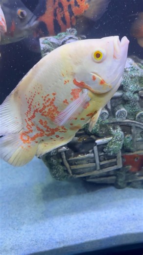 Oscarfish 🐠| #oscarfish #oscarfishtank #oscarfishcare #fish #fishtank #aquarium #ytshorts #shorts