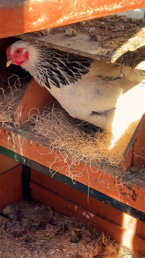 hen making an egg sound