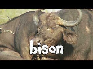 North American Animals - Learn the Animals