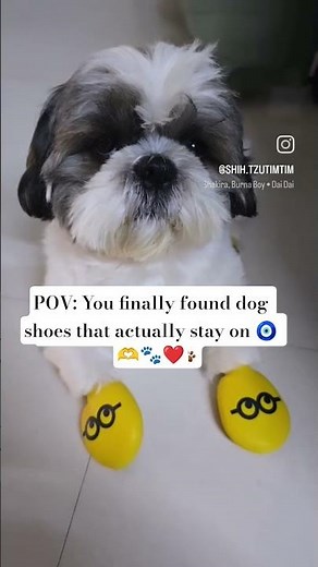 POV: You finally found dog shoes that actually stay on 🧿🐶🐾❤️