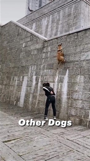 Other dogs vs my dog 🚨 #rottweilerthebruzzo9212 #rottweiler #dog #shorts