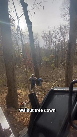 Walnut tree down - Elkins Hardwoods - Michigan Loggers #MichiganTreeService #bluecollarboys | Elkins Hardwoods