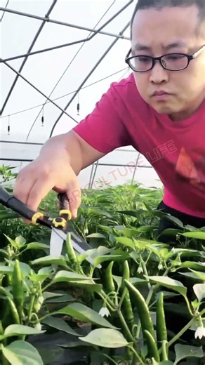 Trimming Greenhouse Chili Plants! 🌶️