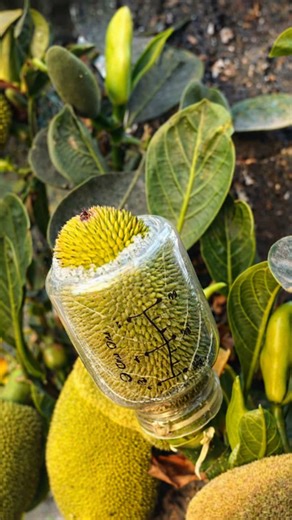 Jackfruit in a Plastic Bottle Experiment Revealed