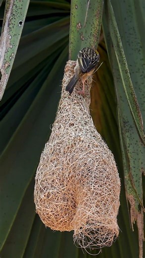 Weaver Bird Build Nest The Most Beautiful Bird Nest 0085 #birds #nest #birdhome #nature