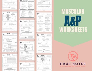Muscular System Worksheets   Answer Key | Anatomy & Physiology | Mini-Series