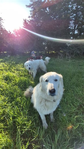 129 reactions · 6 comments | Monday Morning Boody Call with Boudicca the Guardian Dog - a ewe with twins nurses her babies on pasture nestled under the juniper trees. | Topsy Farms | Facebook