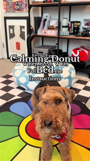 I wonder if we should get the small size too. I love the checker patterns they have, so much whimsy. #Lesure #Lesurepet #Lesuredonutbed #dogsoftiktok #dogmom