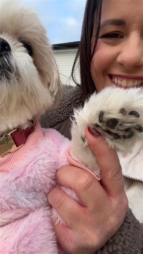 Happy Saturday 🤎 #shihtzu #saturday #dog #fitcheck #dogsofttiktok | thatdogstella