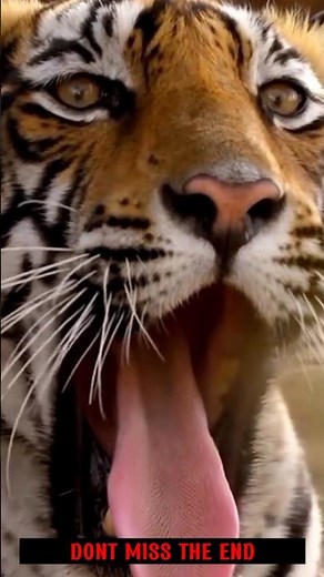 Tiger Hunts GIANT Fish 😱 You Won't Believe at last ! #shorts