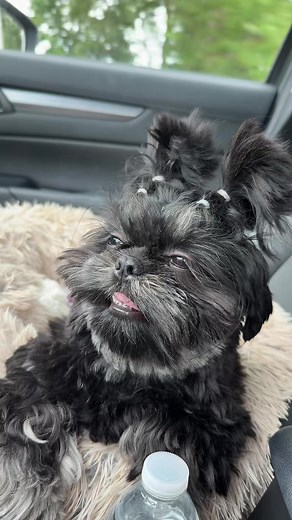 Shih Tzu Party: A Happy Sunday Celebration!