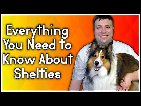 Everything You Need To Know About Shelties (Shetland Sheep Dog) MumblesVideos