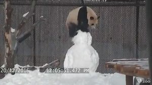 27K views · 195 reactions | This cute panda tries (and fails) to play with snowman. Security camera footage from The Toronto Zoo captures their panda  Da Mao vs the Snowman ☃ His keepers made the snowman for Da Mao to play with! | FOX 5 Atlanta | Facebook