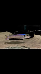 Enantiopus melanogenys chituta #tanganyikancichlids #blackchin | New South Wales Cichlid Society - Illawarra Branch