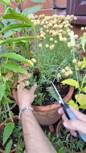 How to Deadhead Achillea | How to Keep Achilleas (Yarrow) Flowering for Longer | Growing Tips
