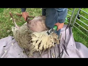 Schapen scheren en hoefjes verzorgen