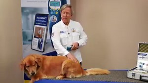 Laser therapy protocol: Treat inflammation in the gums and mouth using the 50 Hz setting on the ACTIVet PRO with the Utility Probe attachment. 🔴 If there is an infection, do the same slow scan along the gum line with the blue light at 100% for 1 minute. 🔵 More companion animal protocol videos on the Multi Radiance YouTube channel: https://www.youtube.com/playlist?list=PL4Ix3ji1rfKJfPVY8f6NV7rdTVteQe0sv | Multi Radiance Veterinary