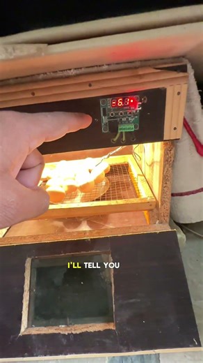 How much temperature required for hatching 🐣 chicks #chicks #hatchingchicks #eggs #minizoo