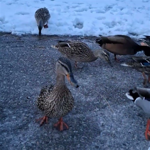Mallard ducks and Canada geese, Victoria Park, Kitchener, Ontario - clip 192500