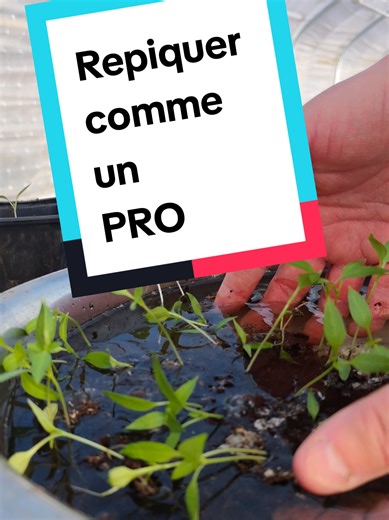 Repiquer tes plantes comme un PRO : Guide pratique