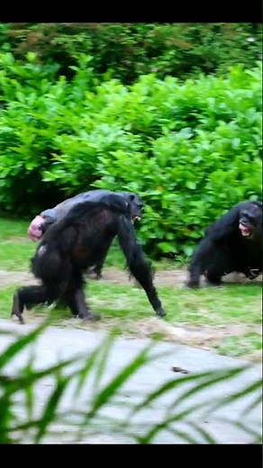 Female Chimp Fights Alpha Male And Wins!
