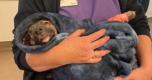 Shocking extent of dog abuse in Devon