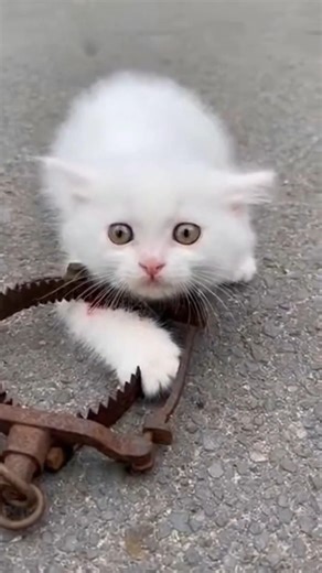 "Trapped Cat Rescue She Cried #catrescue
