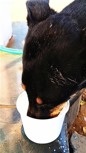 #viralvideo #doglife