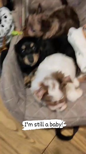 13 reactions | #puppyculturebreeder #yorkielove #biewer #cutepuppy #yorkie #puppysocialisation #biewerterrier #biewerpuppy | Amazing Biewer UK - Local Authority licensed breeder | Facebook