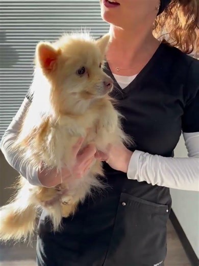 Video of adoptable pet named Stella