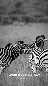 In the wilds of Africa, food and water come and go with the seasons, and Zebras follow. Zebras embark on an incredible annual journey with their first stretch covering over 240km in just more than two weeks. The migration moves en masse from the open plains, showcasing its numbers in the Serengeti, towards the stereo banks and crocodile-infested rivers into the Masai Mara later on in the year. Both of our migration safaris are thrilling experiences in themselves. Learn more: https://wild-eye.com