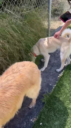 Some of our shelter dogs got to meet THE Oatmeal! They had so much fun hanging out with each other and we were starstruck! Thank you to Adria and Oatmeal for coming to hang out with us! If you would like to meet any of the dog’s featured (besides Mr. Meal) then stop by during our adoption hours 12pm to 4:30pm Tuesday through Saturday! | Sonoma County Animal Services