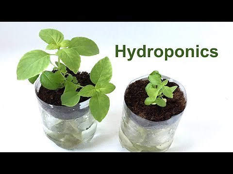 Hydroponics in a 2-Liter Soda Bottle – Science Project