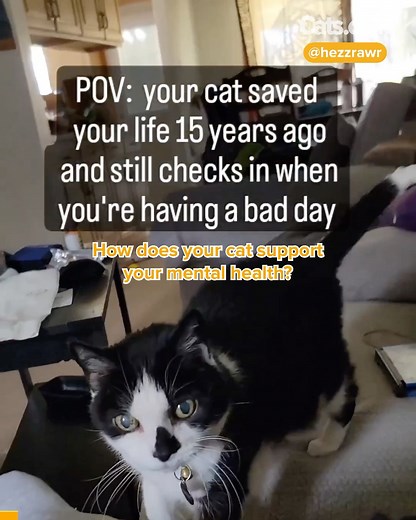 2.3K views · 200 reactions | When the day turns gloomy, this fluffball knows how to brighten it up  How does your cat turn your day around? | Cats.com | Facebook