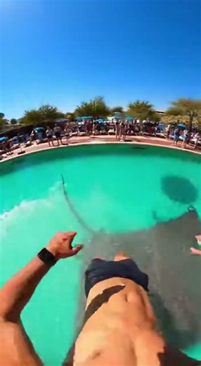 Waterslide into pool full of giant fish #funny #memes