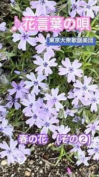 4月の花② #花言葉の唄 #東京大衆歌謡楽団