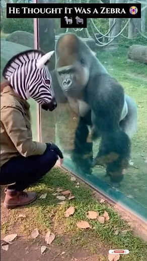Gorilla Sees “Zebra” Eating Grass… His Reaction 😳🦓🦍