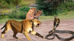 OMG. Lion Family Dares To Tease And Attack Cobra - Pitiful For Lion Who Dares To Play With Cobra | Animal Rescue