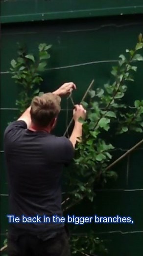 Fan Training A plum Tree #gardening #plums #fruittree #fantraining